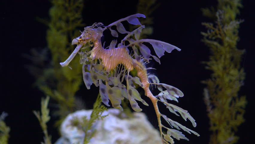 4k Leafy Sea Dragon Seahorse Stock Footage Video 100 Royalty