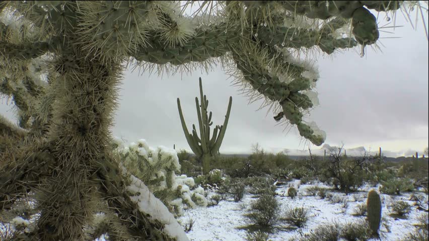 Melting Snow Drips From Spiky Stock Footage 100 Royalty Free Melting Snow Drips From Spiky Thorns Of Giant Cholla Cactus That Frames Saguaro In Beautiful Arizona Desert Winter Landscape 1080p