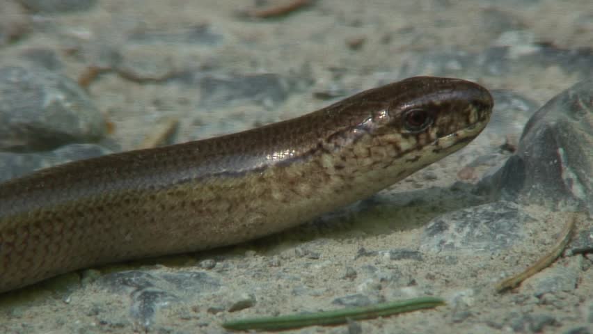 Header of blindworm