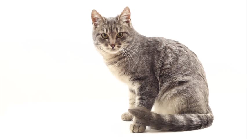 Cat On White Background 스톡 동영상 비디오 4522013 | Shutterstock