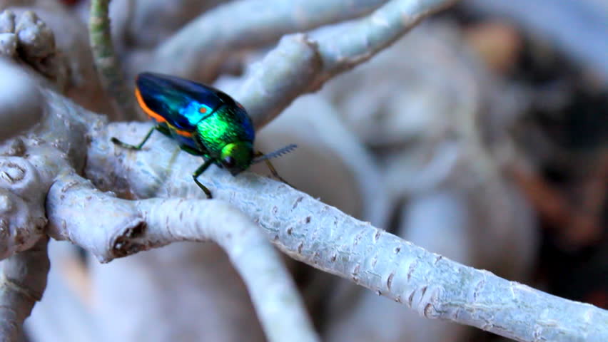 Header of Buprestidae