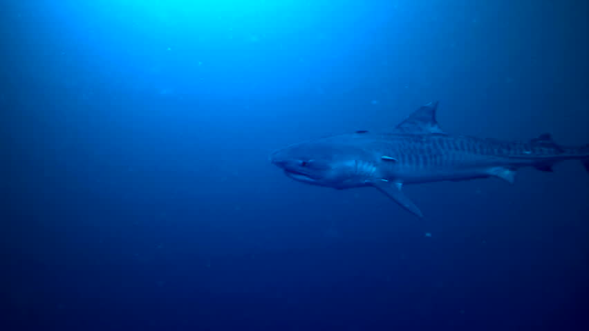 tiger shark 動画素材 3729386 shutterstock