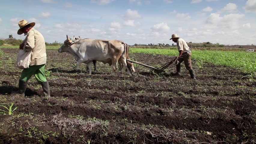 GUINES, CUBA - CIRCA APRIL 2013: Beginning Of The Growing Season ...