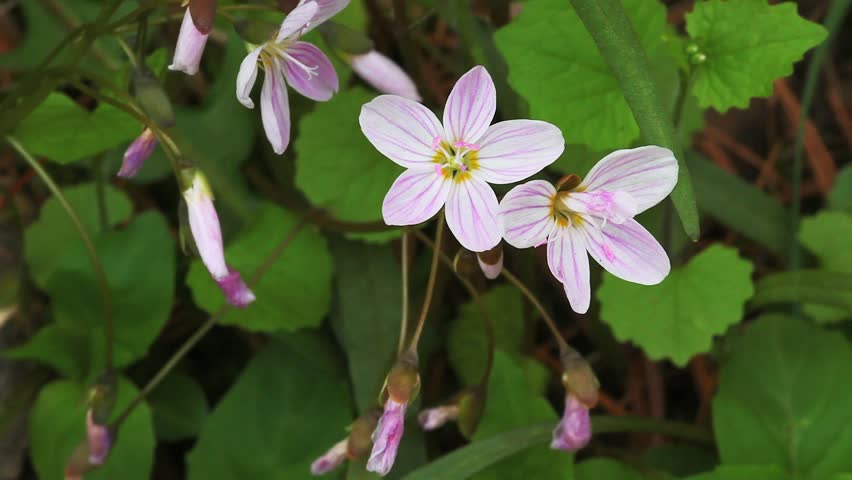 Header of Claytonia