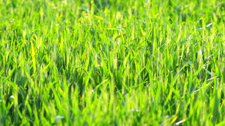 Spring Meadow Macro. Green Grass. Environment Concept. Green Nature ...