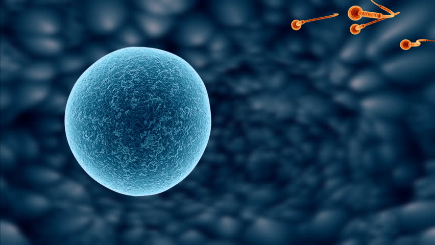 Sperm Sperm