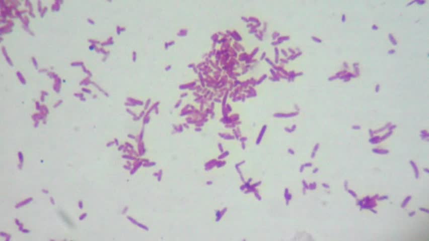 Escherichia coli bacteria (E. coli) under microscope, magnification