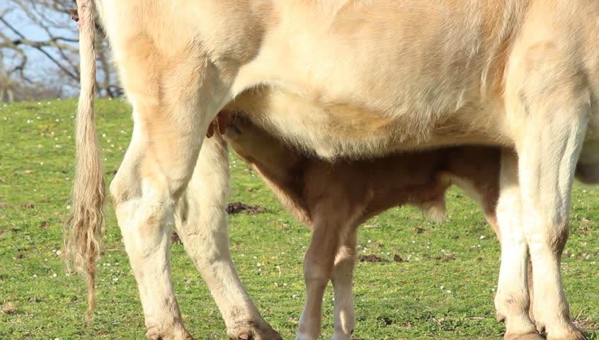Может ли ласка сосать корову может ли ласка сосать корову