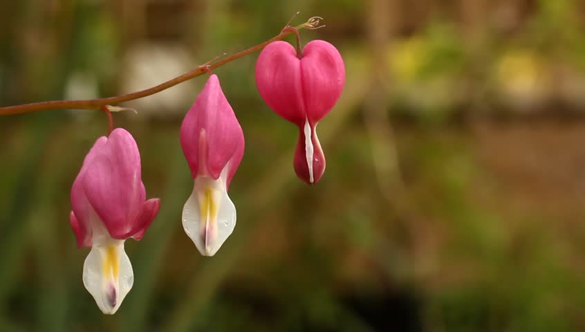 Bleeding Heart Flowers (Lamprocapnos Spectabilis). Stock Footage Video ...