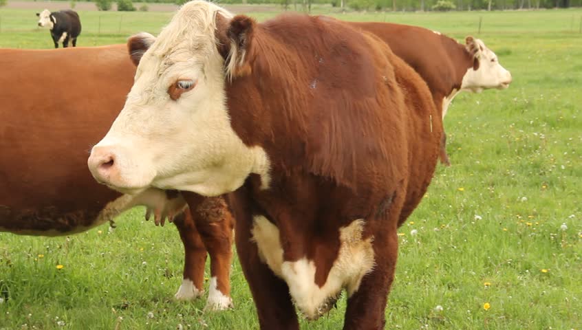 Hereford Cattle Grazing And Mating. Herefords Have Few Problems With ...