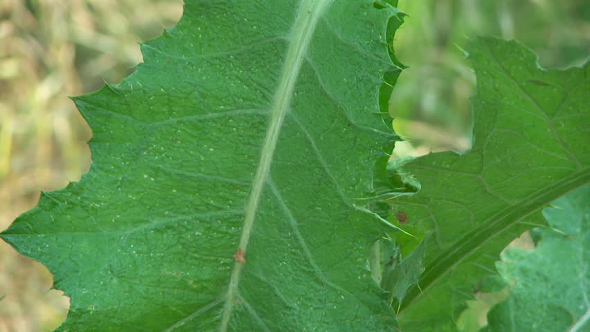 Plants in the Oasis Stock Footage Video (100% Royalty-free) 4048225 ...