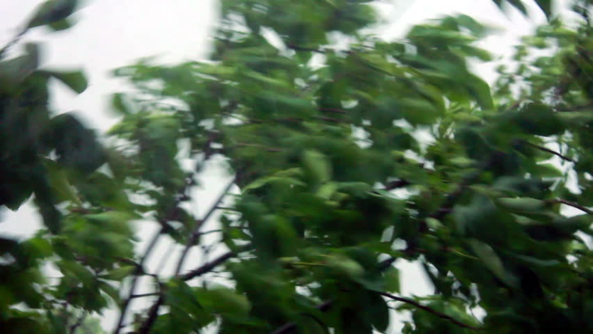 Heavy Rain, Strong Wind Shakes The Branches Of Trees, Rain Water Drains ...