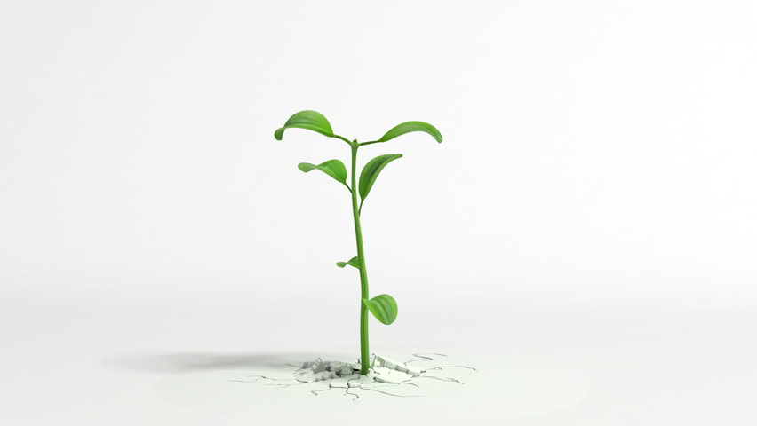 Growing Plant On White Background Stock Footage Video (100% Royalty