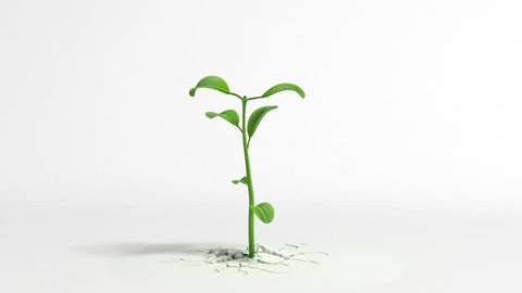 plant growing gif