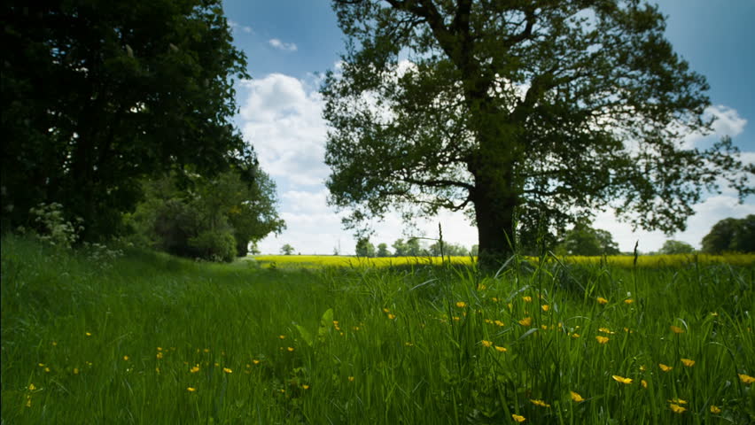 Beautiful Tree In An English Countryside Meadow During Summer. This Is ...