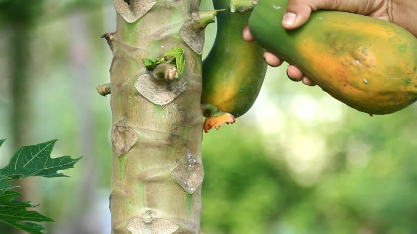 Harvesting Papaya Fruit Stock Footage Video 2898748 | Shutterstock