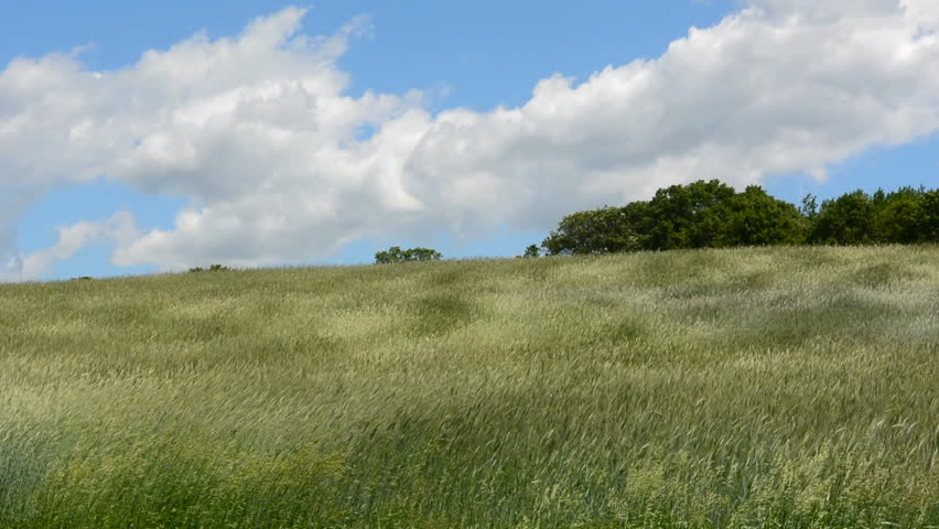 Meadow Of Grass Blowing In Stock Footage Video 100 Royalty Free