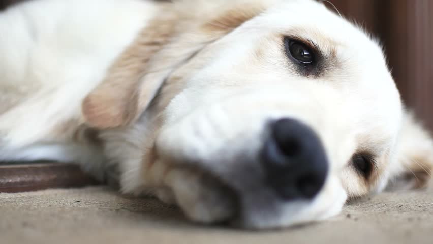 Close Up Shot Of A Tired And Sleepy Golden Retriever Trying To Doze Off ...