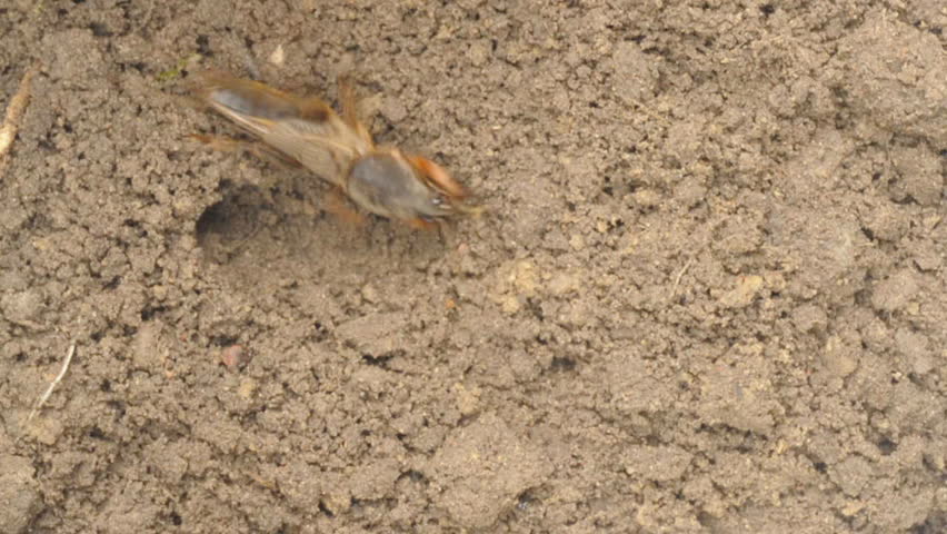 Mole Cricket Gryllotalpa Gryllotalpa Digging Stock Footage Video (100% ...