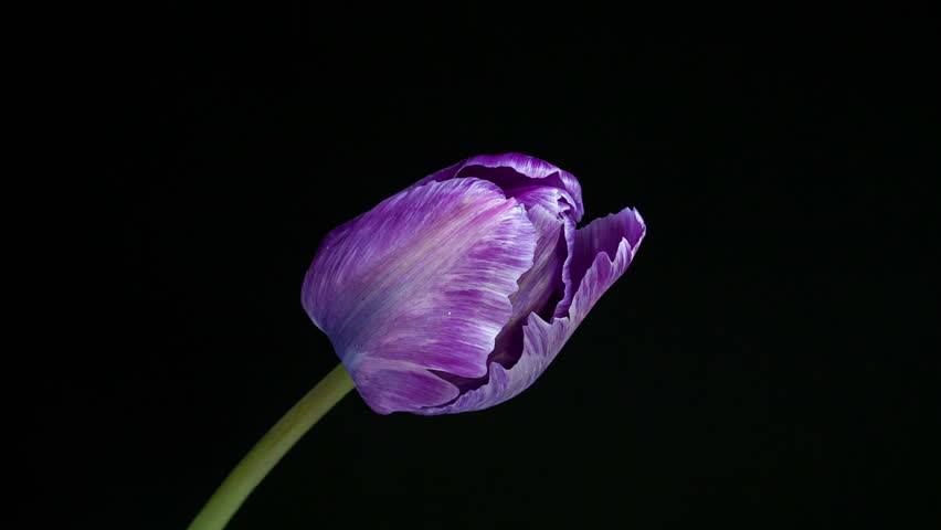 Timelapse Of Violet Tulip Flower Stock Footage Video 100 Royalty Free 4270535 Shutterstock