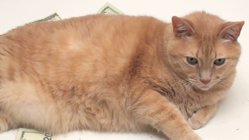 Fat Cat With Money - HD V2 Stock Footage Video 431074 | Shutterstock