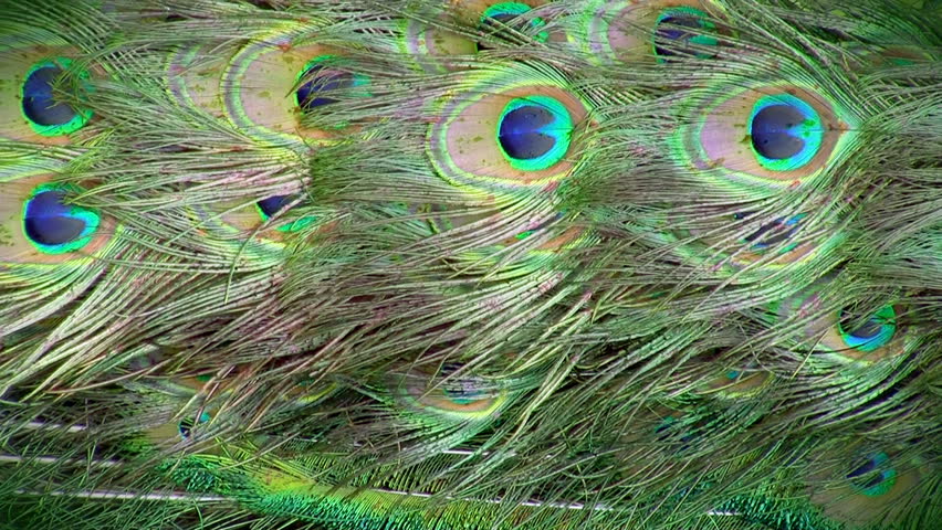 Peacock`s Feather, Background, Hd Stock Footage Video (100% Royalty