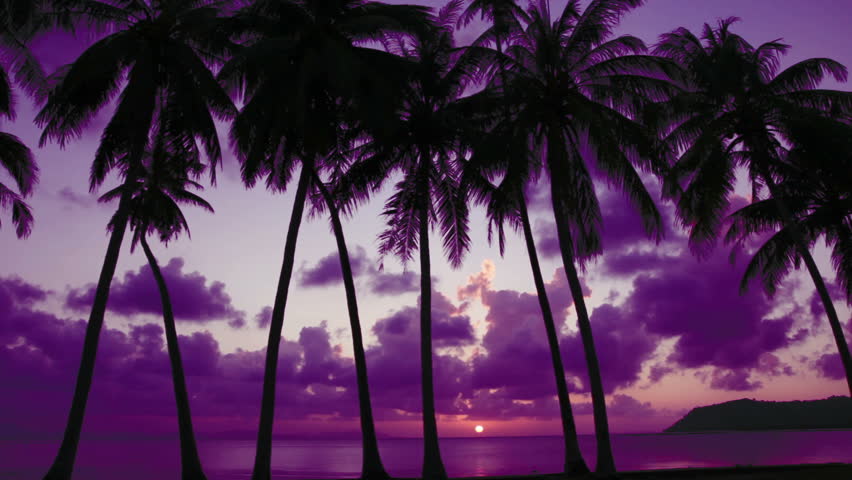 Palm Trees Silhouette at Sunset Stock Footage Video (100% Royalty-free ...