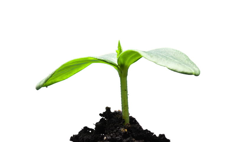 The growth of young green plants time lapse isolated