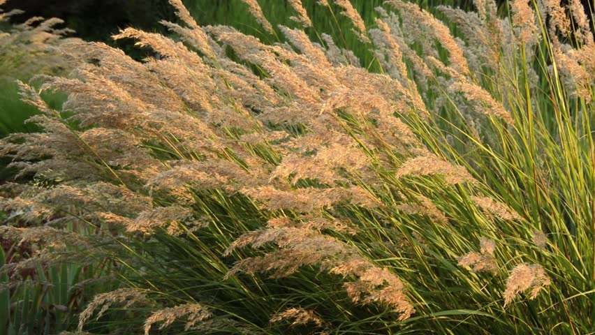 Header of Achnatherum calamagrostis