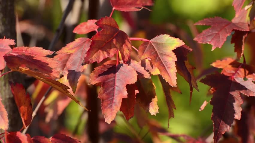 Header of Acer tataricum