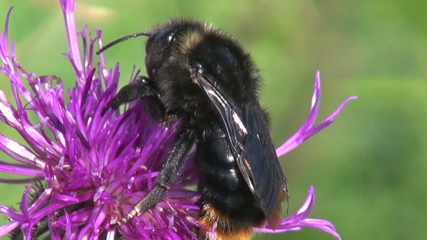 Black Bumble Bee >> Big Black Bumblebee On Wild Stock Footage Video 100 Royalty Free 4402025 Shutterstock Black Bumble Bee >> Big Black Bumblebee On Wild Stock Footage Video 100 Royalty Free 4402025 Shutterstock