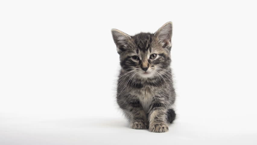 Cute Baby Tabby American Short Hair Kitten On White Background