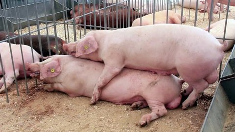Hathi Ke Sath Grils Xxx - Pigs Have Sex On Livestock Stock Footage Video (100% Royalty-free ...