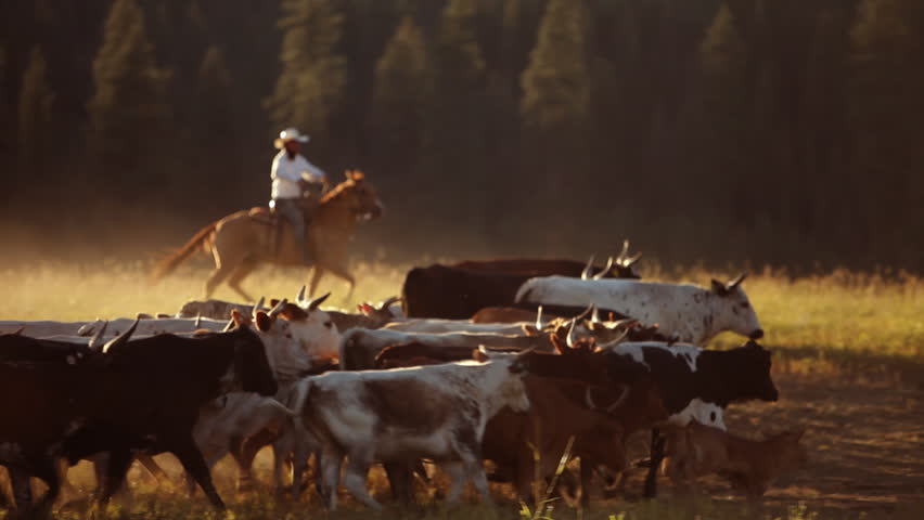 Header of cattle