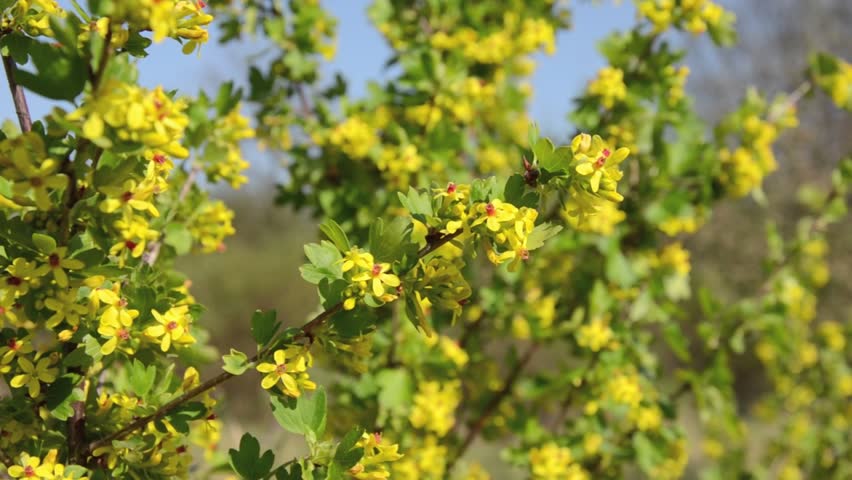 Header of Ribes aureum
