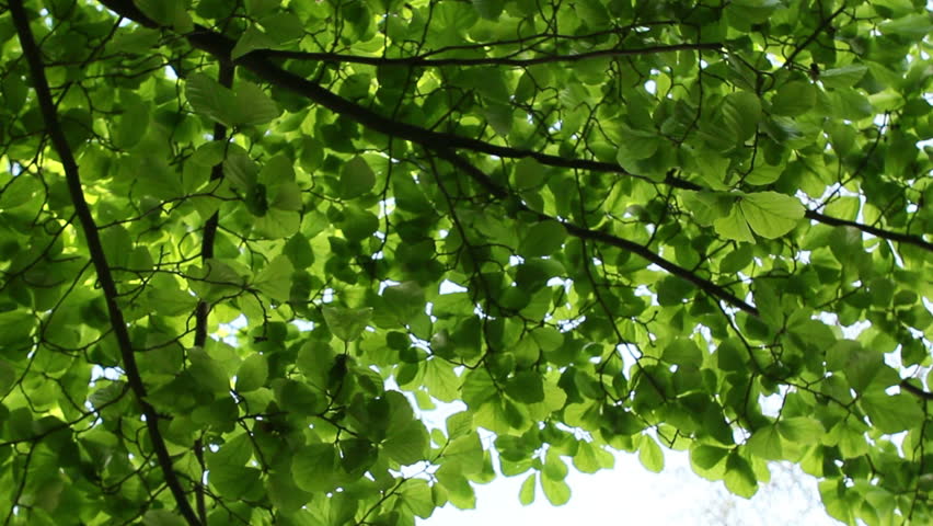 Hd Moving Tree Branch With Green Leaves Canon Xh A1 Fullhd Video Green Tree And Sky From Below Static Turning Panning Shot Worm S Eye