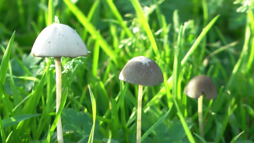 Toadstools Fungi Magic Mushrooms In A Row Blowing In The Breeze Against ...