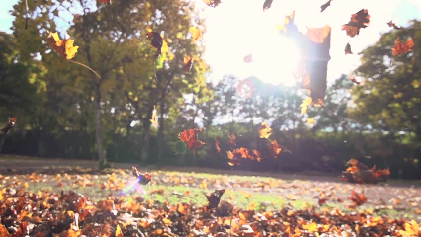 Header of season