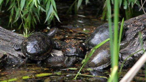 Environment Dumping Batteries In Landfills Stock Footage Video Little Turtles On Tree Trunk Near Water One Turtle Sink In