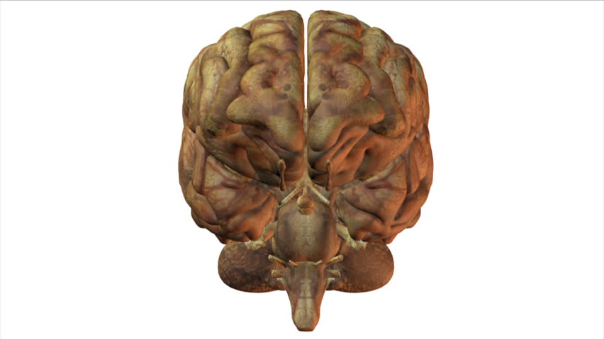 Brain Images. Stock Footage Video 477850 | Shutterstock