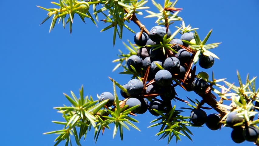 Header of juniper