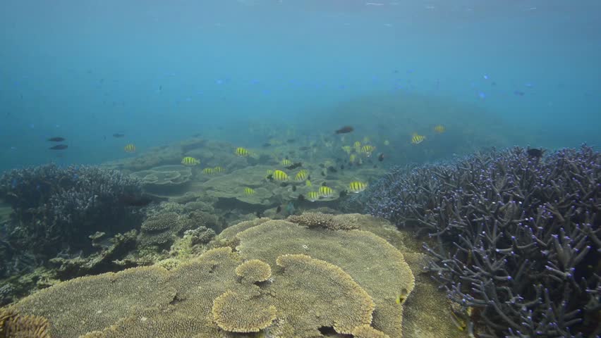 Header of Acanthurus triostegus