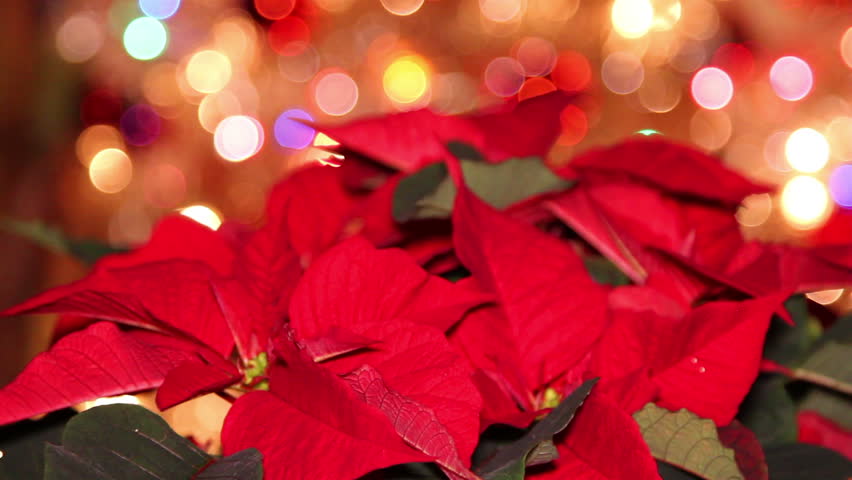 Red Poinsettia Or Christmas Flower With Light Effects And Decoration In ...