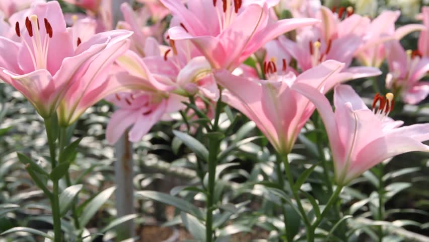 Beautiful Lily Flower In Garden Stock Footage Video 100 Royalty Beautiful Lily Flower In Garden Stock Footage Video 100 Royalty Free 5242385 Shutterstock