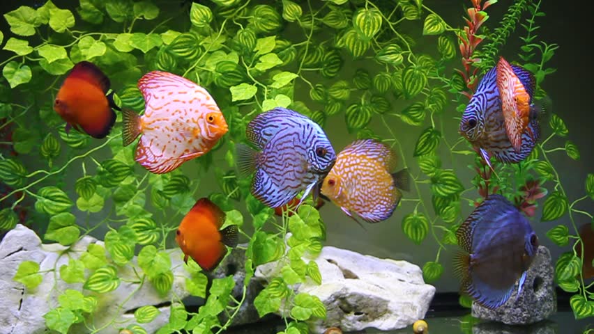 Aquarium with Discus Stock Footage Video (100% Royalty-free) 5312675 ...