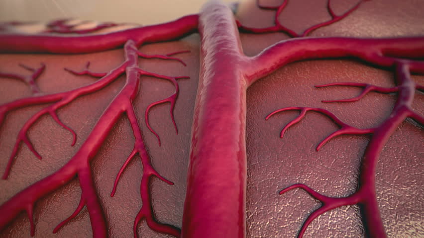 Circulatory System, Capillary, Blood Vessel, Vein Stock Footage Video