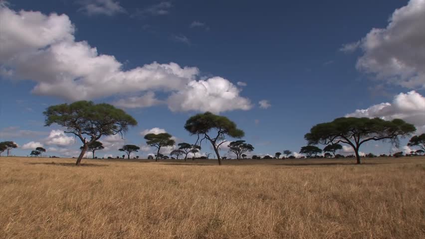 sullivans savanna