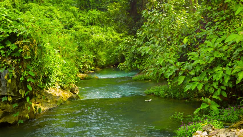 Stock video of video 1920x1080 - forest stream | 5582435 | Shutterstock