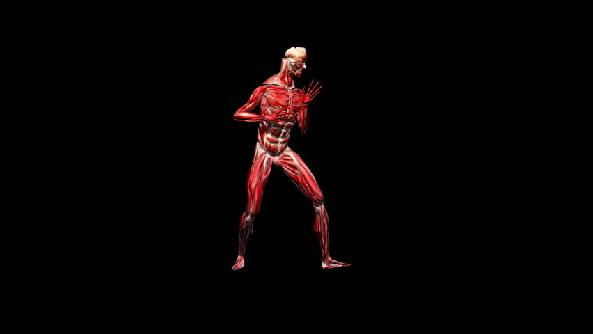 Header of musculature
