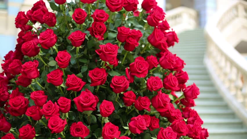 Hd00 09beautiful Large Bouquet Of Red Roses Near White Marble